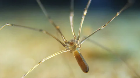 Cellar spider fangs Stock Footage 32375674
