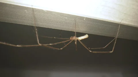 Cellar Spider Hanging Under Surface Stock Footage 322938703