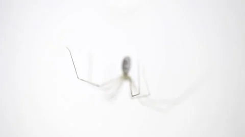 Cellar spider isolated on white Stock Footage 36646214