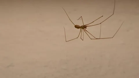 Cellar spider on its web isolated on white background. Spide nest, spiders Stock Footage 290122730