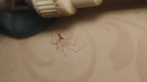 Cellar spider in the laundry room. Closeup spider on its web. Insects, insect Stock Footage 211027576