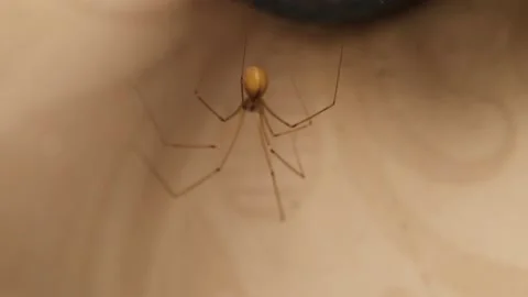 Cellar spider in the laundry room. Closeup spider on its web. Insects, insect Stock Footage 214638302