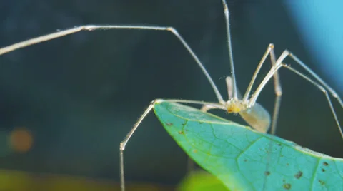 Cellar spider on leaf 2 Stock Footage 32368396