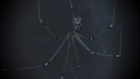 Cellar spider long legs dark basement creepy macro close-up Stock Footage 94845772