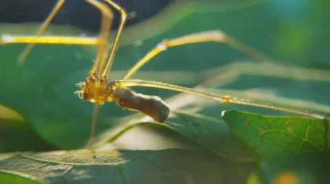 Cellar spider low close low Stock Footage 32368548