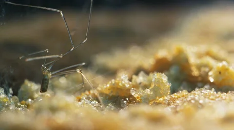 Cellar spider moving legs Stock Footage 32374945