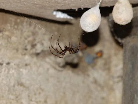 Cellar spider Stock Photos