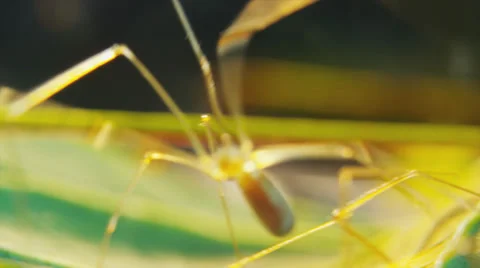 Cellar spider running Stock Footage 32368405
