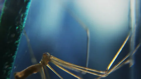 Cellar spider side Stock Footage 32374517