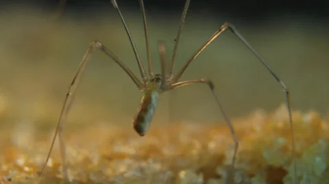 Cellar spider standing rear Stock Footage 32376025