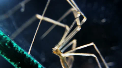 Cellar spider struggles on glass Stock Footage 32375761