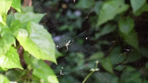 A cellar spider is swaying Stock Footage 304062750