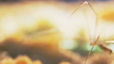 Cellar spider walking Stock Footage 32375996