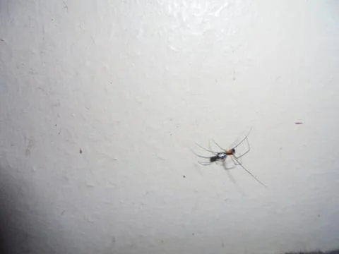 Cellar spider on white wall with flash and motion blur Stock Photos