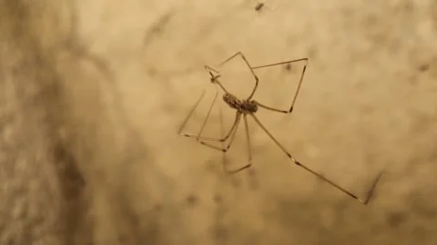 Cellar spider wraps midge in silk using fangs and legs. hunting sequence Stock Footage 312679632