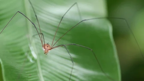 Cellar spiders moving its month appendages Video stock 79856176