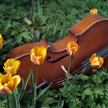 Cello In Flowers Stockfoto's