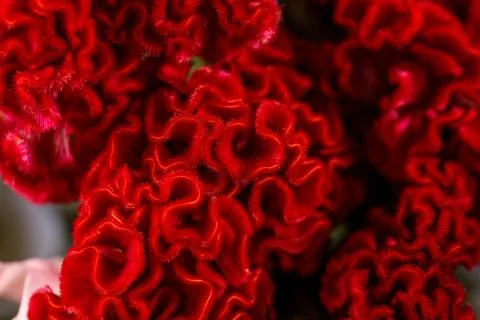 Cellocytic comb flower in full bloom. Close-up. Macro photography. The concep Stock Photos