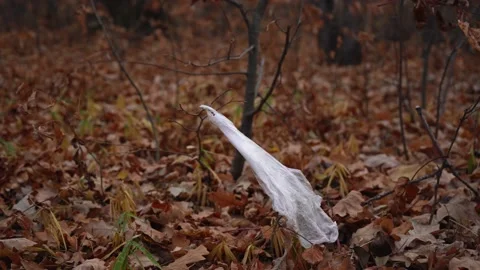 Cellophane bag caught on a branch develops in the forest Stock Footage 142285351