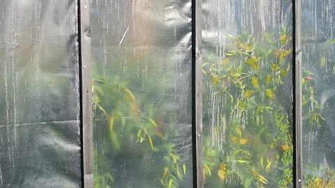 Cellophane wall of the greenhouse, wind Video stock 116809558