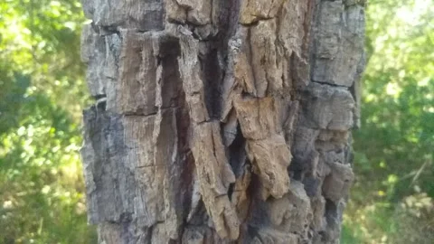 Cellphone close up shot from the bark from a typical Caatinga biome tree, where  Video stock 194395910