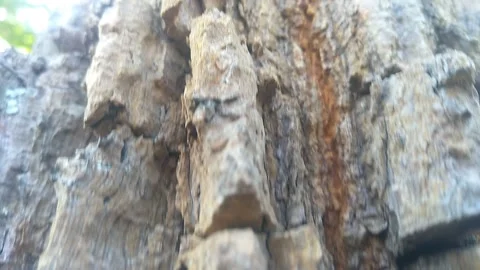 Cellphone close up shot from the bark from a typical Caatinga biome tree, where  Video stock 194395918