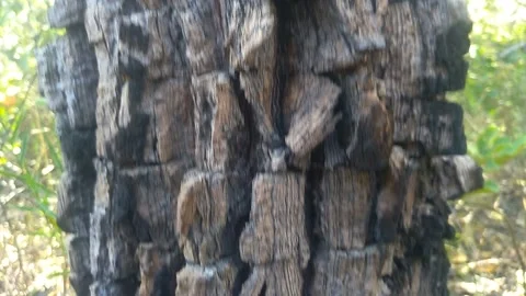 Cellphone close up shot from the bark from a typical Caatinga biome tree, where  Vídeo Stock 194395926