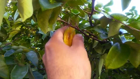 Cellphone handheld video from a man picking a starfruit on a tree Stock Footage 155609062