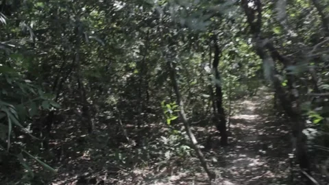 Cellphone stabilized shot from a walk through cerrado (Savanna like) vegetation  Stock-Footage 194396209