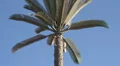 Cellphone tower disguised as a palm tree HD Footage