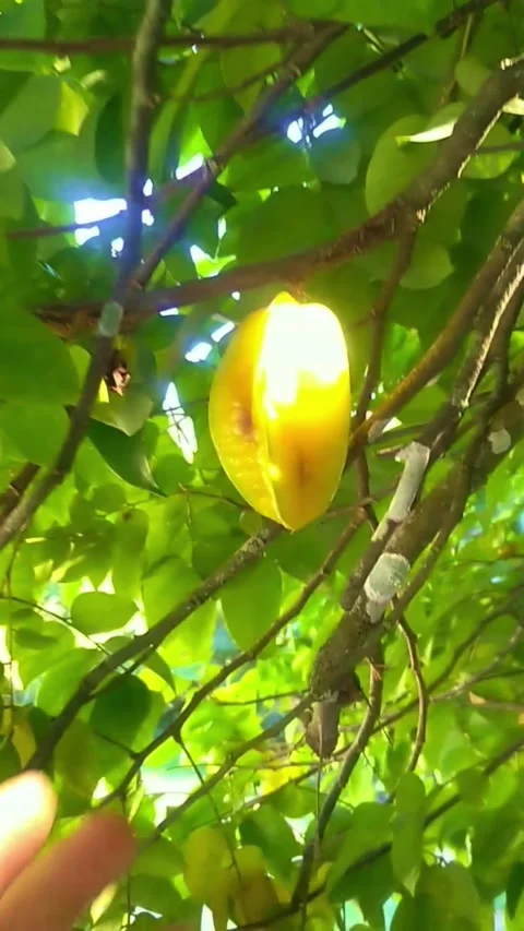 Cellphone vertical video from a man picking a starfruit on a tree Stock Footage 155609128