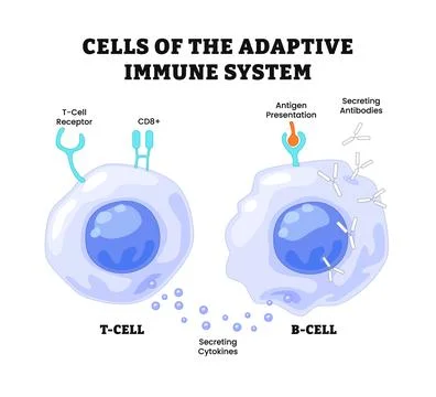 Cells of the adaptive immune system, (immune response). B lymphocyte and T-.. Stock Illustration