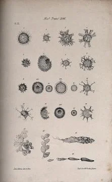 Cells and organisms, as seen through a microscope: twenty figures. Lithogra.. Stock Illustration