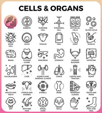 Cells and Organs icon set Illustrazione stock