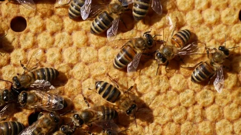 In cells are the larvae of the future of bees. Video stock 337334136