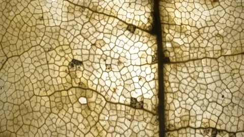 The cells of the brown and dried leaf Stock Footage 147698128