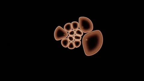 Cells Compress Against Rising Pressure From Outside The Colony Stock-Footage 344513009