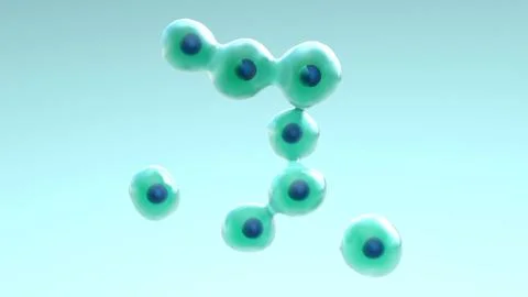 Cells Divide and Multiply Stock-Illustration