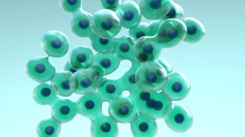 Cells Divide and Multiply Stock Illustration