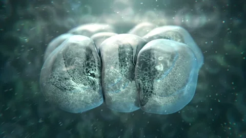 Cells Dividing 01 Stock Footage 255446591