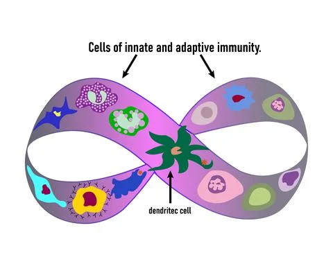 Cells of innate immune system, Stock Illustration
