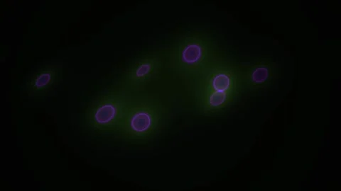 Cells in a laboratory setting closeup. Stock Footage 334330524