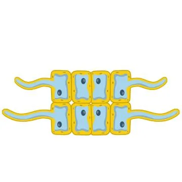 Cells of living things. Vector Cartoon illustration Stock Illustration