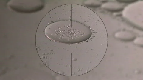 Cells in Microscope Stock Footage 318913