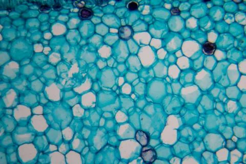 Cells in the microscope Stock Photos