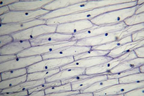 Cells in the microscope Stock Photos