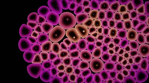 Cells Migrate Directionally Across The Microscopy Field Vídeos de archivo 344512804