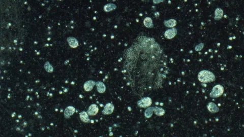 Cells move in water  Stock Footage 308249028