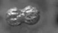 Cells multiplying bacteria virus blood under microscope B&W bright HD Footage