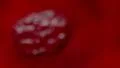 Cells multiplying bacteria virus blood under microscope red bright HD Footage